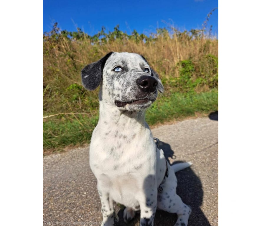 Don animaux Aude Carcassonne - Photos Vivastreet Gianni chiot 4 mois sociable cherche adoptants serieux