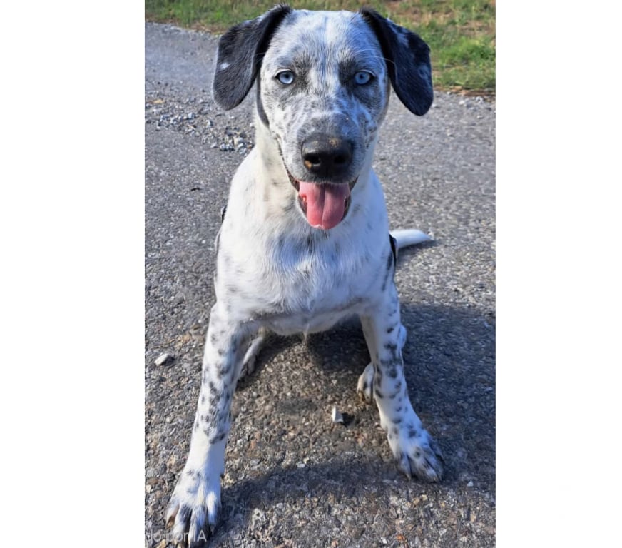 Don animaux Aude Carcassonne - Photos Vivastreet Gianni chiot 4 mois sociable cherche adoptants serieux