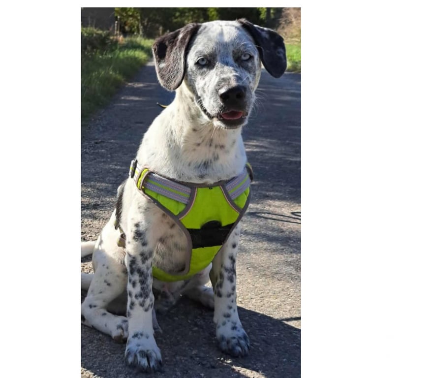 Don animaux Aude Carcassonne - Photos Vivastreet Gianni chiot 4 mois sociable cherche adoptants serieux