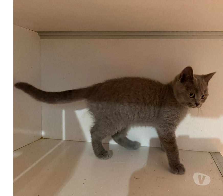 Vente Haute-Vienne Limoges - Photos Vivastreet Chaton british shorthair COMPAGNIE