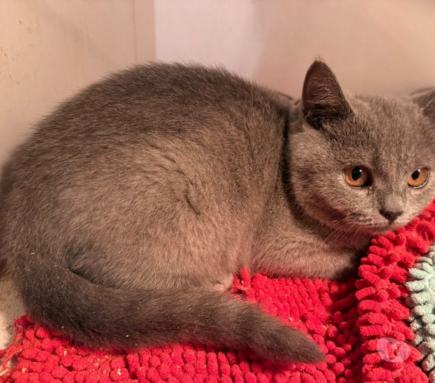 Vente Haute-Vienne Limoges - Photos Vivastreet Chaton british shorthair COMPAGNIE