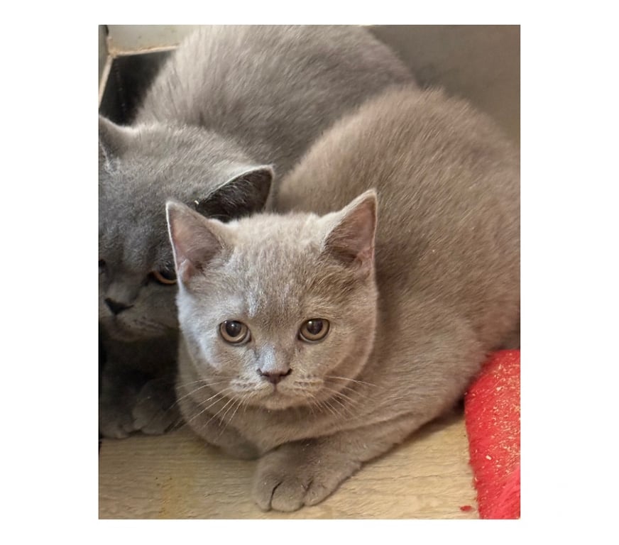 Vente Haute-Vienne Limoges - Photos Vivastreet Chaton british shorthair COMPAGNIE