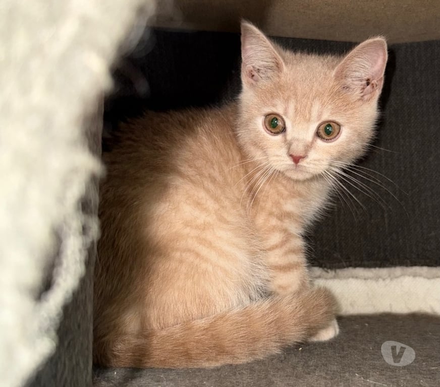Vente Haute-Vienne Limoges - Photos Vivastreet Chaton british shorthair COMPAGNIE