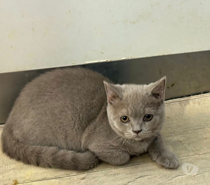 Vente animaux Limoges Limoges - Photos Vivastreet Chaton british shorthair COMPAGNIE