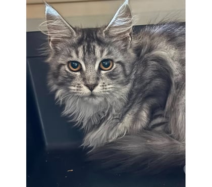 Vente animaux Limoges Limoges - Photos Vivastreet Chaton british shorthair COMPAGNIE