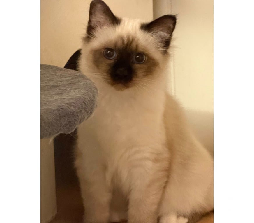 Vente Haute-Vienne Limoges - Photos Vivastreet Chatons sacré de Birmanie pour compagnie🐾
