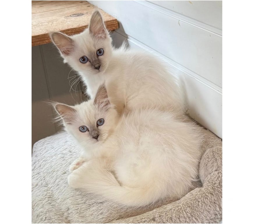 Vente Haute-Vienne Limoges - Photos Vivastreet Chatons sacré de Birmanie pour compagnie🐾