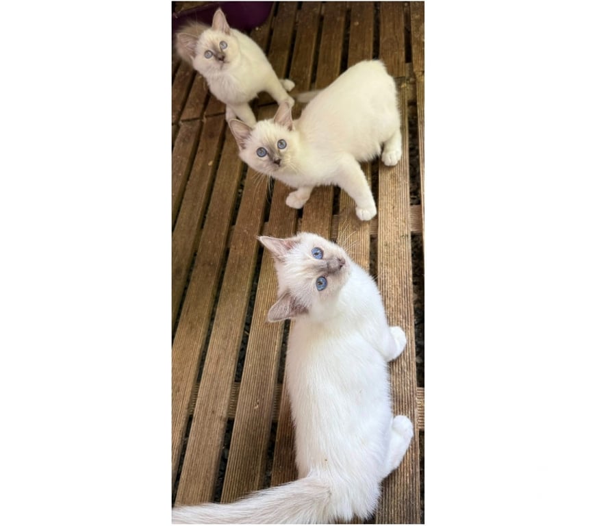 Vente Haute-Vienne Limoges - Photos Vivastreet Chatons sacré de Birmanie pour compagnie🐾