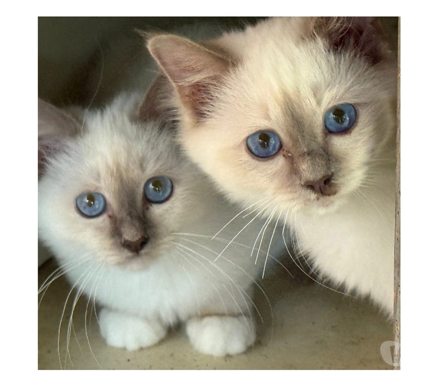 Vente Haute-Vienne Limoges - Photos Vivastreet Chatons sacré de Birmanie pour compagnie🐾