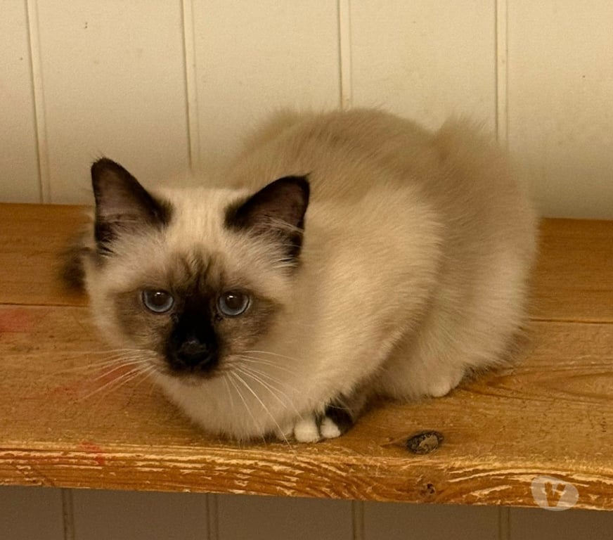 Vente Haute-Vienne Limoges - Photos Vivastreet Chatons sacré de Birmanie pour compagnie🐾
