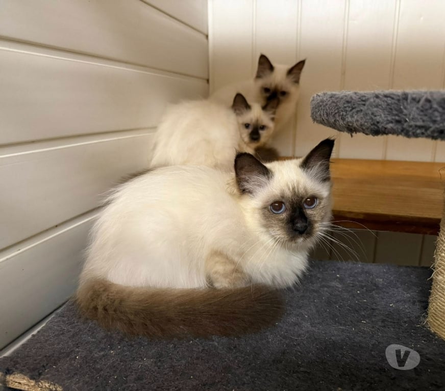 Vente Haute-Vienne Limoges - Photos Vivastreet Chatons sacré de Birmanie pour compagnie🐾