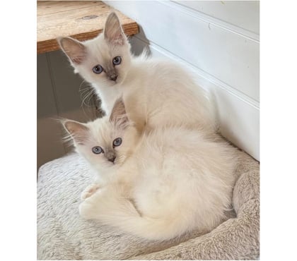 Vente animaux Limoges Limoges - Photos Vivastreet Chatons sacré de Birmanie pour compagnie🐾