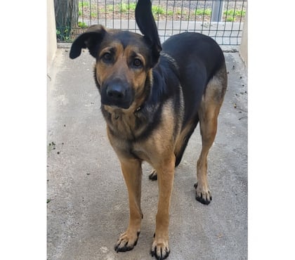 Don animaux Montpellier Montpellier - Photos Vivastreet ALABAMA, chienne type berger allemand, 1 an non lof