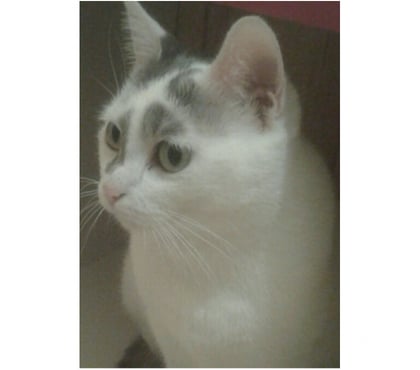 Adoption animaux Tomblaine Meurthe-et-Moselle - Photos Vivastreet Recherche don de chat minette moins de 2 ans sur Tomblaine