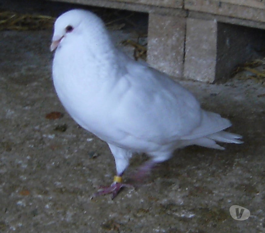Vente Seine-et-Marne Bagneaux sur Loing - 77167 - Photos Vivastreet Pigeons de chair