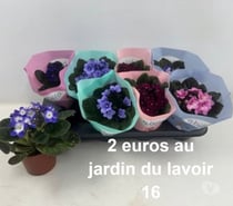 Photos Vivastreet saintpaulia au jardin du lavoir