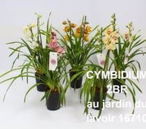 Photos Vivastreet cymbidium au jardin du lavoir 16