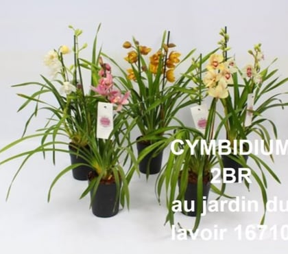 Bricolage - Jardinage St Yrieix sur Charente Charente - Photos Vivastreet cymbidium au jardin du lavoir 16
