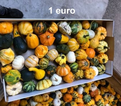 Bricolage - Jardin - Outillage St Yrieix sur Charente Charente - Photos Vivastreet coloquinte au jardin du lavoir