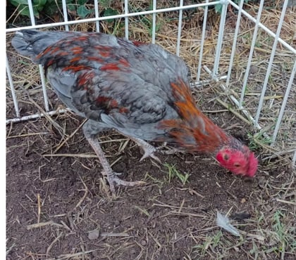 Vente animaux Blaye Gironde - Photos Vivastreet Vend coq espagnol
