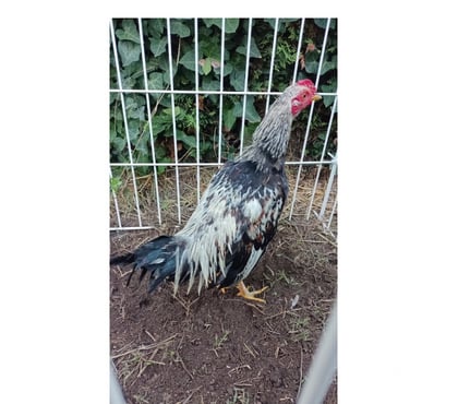 Vente animaux Blaye Gironde - Photos Vivastreet Vend coq espagnol