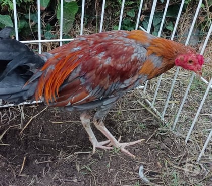 Vente animaux Blaye Gironde - Photos Vivastreet Vend coq espagnol
