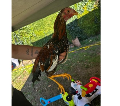 Vente animaux Blaye Gironde - Photos Vivastreet Vend coq espagnol chameau