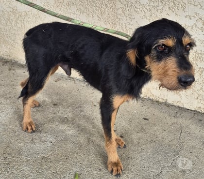 Adoption animaux Beziers Hérault - Photos Vivastreet ARPAJON, chien type griffon moyen 2 ans non lof