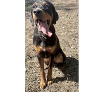 AMAURY, chien type beauceron 1 an non lof