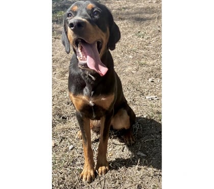 Don animaux Beziers Hérault - Photos Vivastreet AMAURY, chien type beauceron 1 an non lof