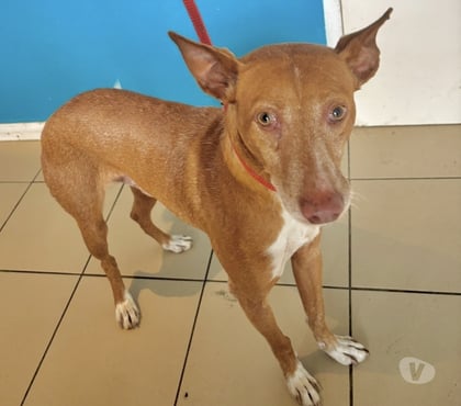 Don animaux Beziers Hérault - Photos Vivastreet AZTEK, chien type podenco, 6 ans non lof