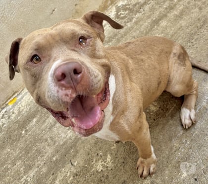 Don animaux Beziers Hérault - Photos Vivastreet AMORA, chien type bouledogue américain, 5 ans non lof