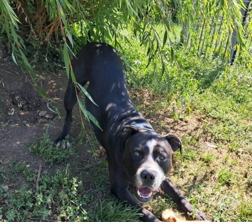 Autre Meurthe-et-Moselle Colmey - Photos Vivastreet Chien à l adoption