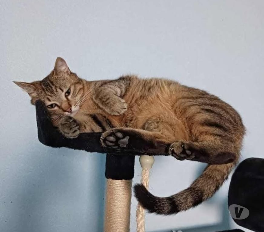 Don animaux Aude Carcassonne - Photos Vivastreet Fifi adorable chat tigré 5 ans hyper gentil a adopter