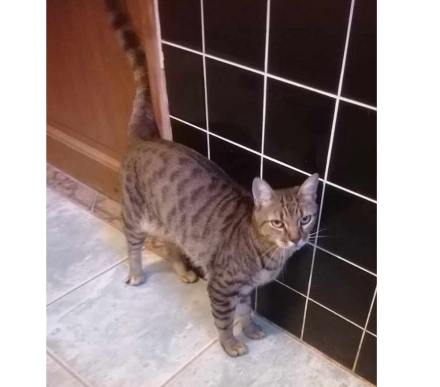 Don animaux Aude Carcassonne - Photos Vivastreet Fifi adorable chat tigré 5 ans hyper gentil a adopter