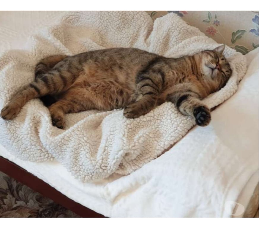 Don animaux Aude Carcassonne - Photos Vivastreet Fifi adorable chat tigré 5 ans hyper gentil a adopter