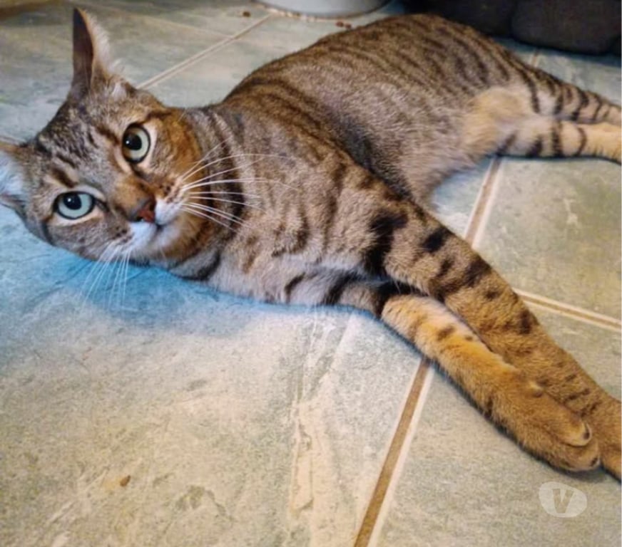 Don animaux Aude Carcassonne - Photos Vivastreet Fifi adorable chat tigré 5 ans hyper gentil a adopter