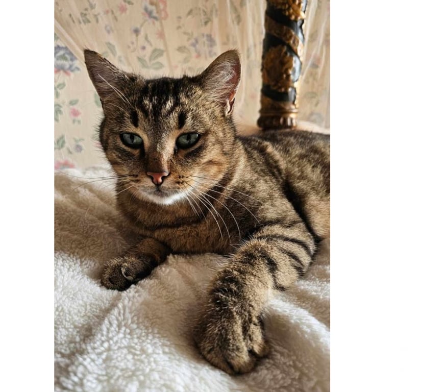 Don animaux Aude Carcassonne - Photos Vivastreet Fifi adorable chat tigré 5 ans hyper gentil a adopter