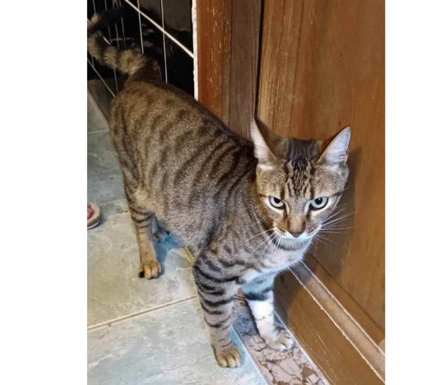 Don animaux Aude Carcassonne - Photos Vivastreet Fifi adorable chat tigré 5 ans hyper gentil a adopter