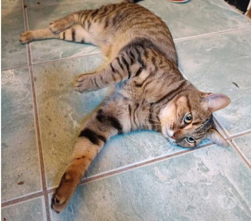 Don animaux Aude Carcassonne - Photos Vivastreet Fifi adorable chat tigré 5 ans hyper gentil a adopter