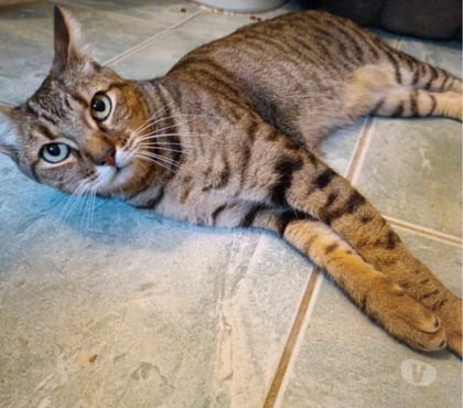 Adoption animaux Carcassonne Carcassonne - Photos Vivastreet Fifi adorable chat tigré 5 ans hyper gentil a adopter