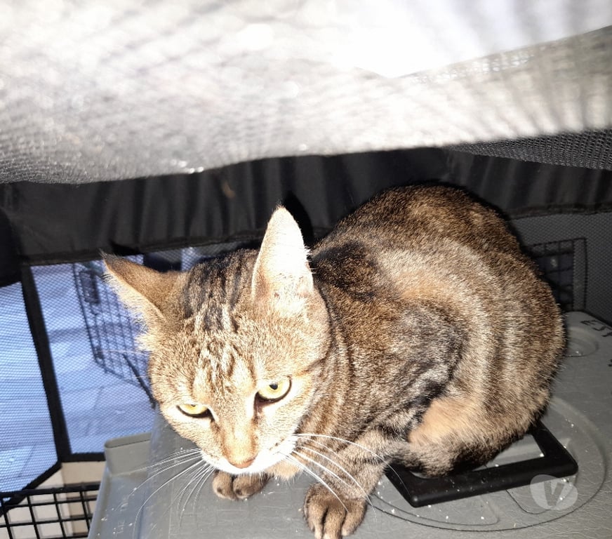 Vente Vendée Bois de Cene - 85710 - Photos Vivastreet Lucy chatte adulte