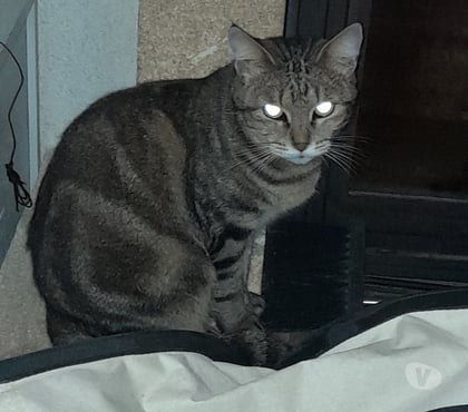 Vente animaux Bois de Cene Vendée - Photos Vivastreet Lucy chatte adulte