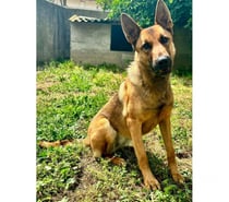 AVA, chien type berger allemande 1 an non lof