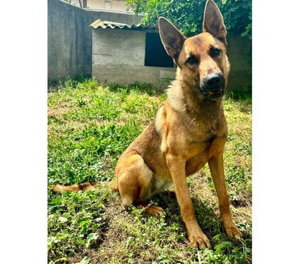 Adoption animaux Beziers Hérault - Photos Vivastreet AVA, chien type berger allemande 1 an non lof