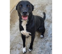 ACTARUS, chien type labrador 2 ans non lof