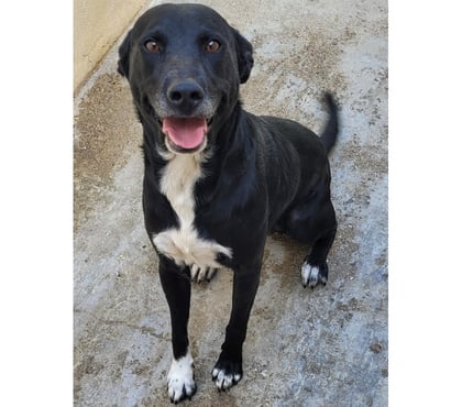 Adoption animaux Beziers Hérault - Photos Vivastreet ACTARUS, chien type labrador 2 ans non lof