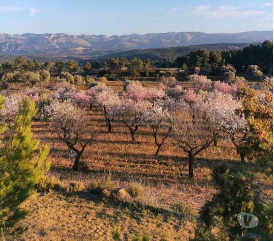 Vente Maison Espagne - Photos Vivastreet Ferme de 4 hectares cloturee avec maison
