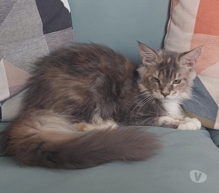 Vente Var Toulon - Photos Vivastreet chaton Maine Coon femelle LOOF