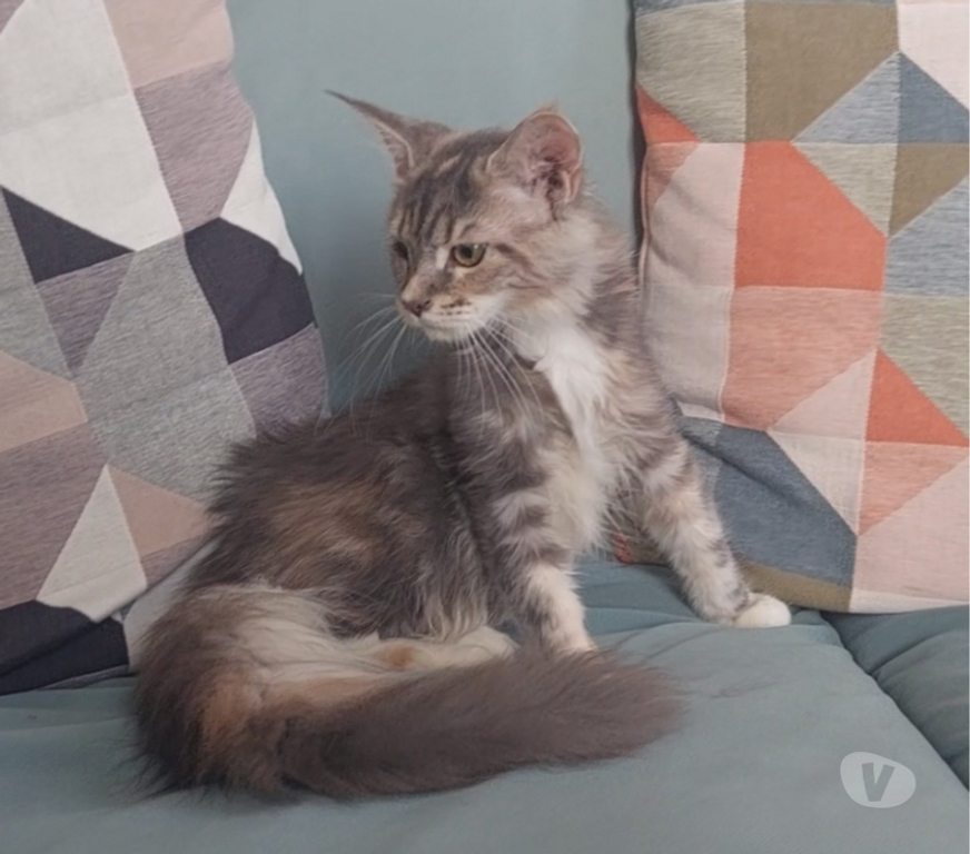 Vente Var Toulon - Photos Vivastreet chaton Maine Coon femelle LOOF